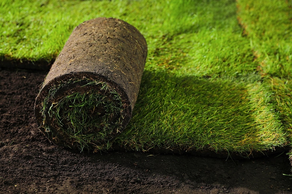 Planting Grass Seed vs. Laying Sod