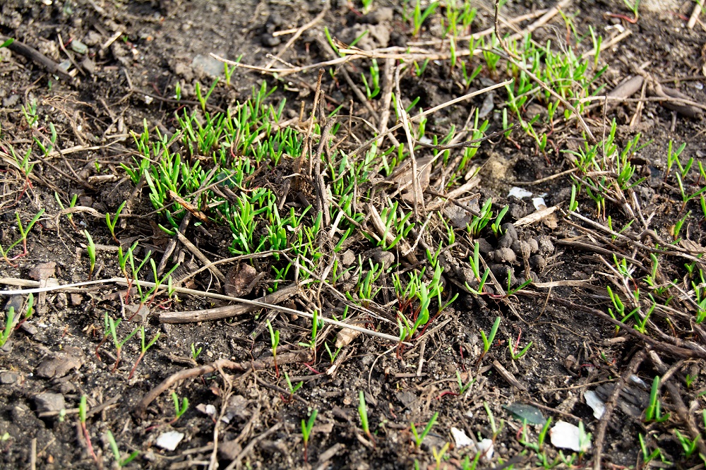 How to Grow Grass From Seed Quickly