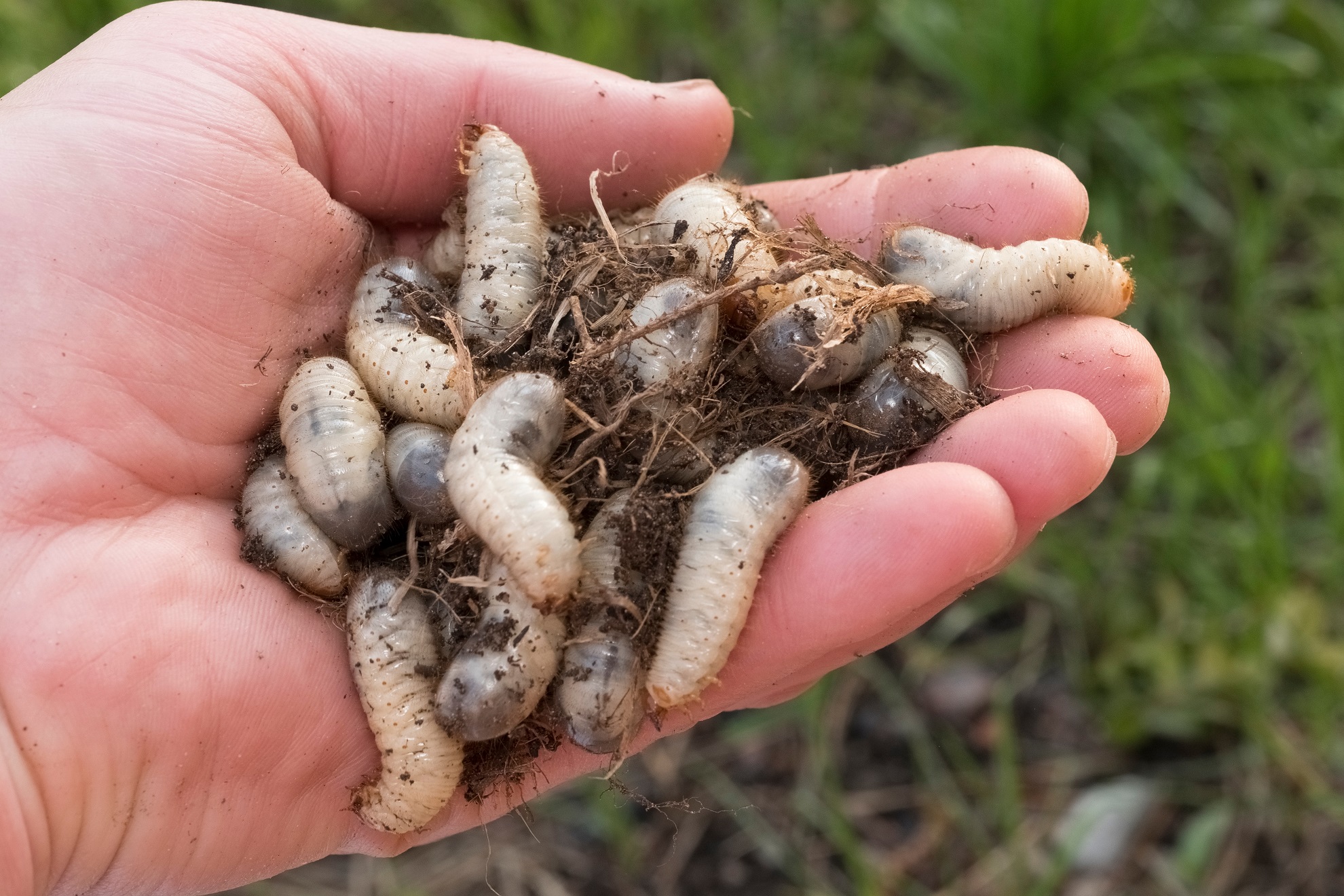 What Animals Live in Lawns? A Guide for Fort Worth Homeowners