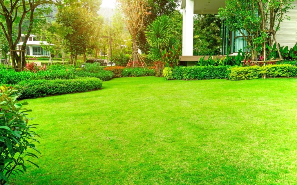 What Is The Best Bermuda Grass For Texas?