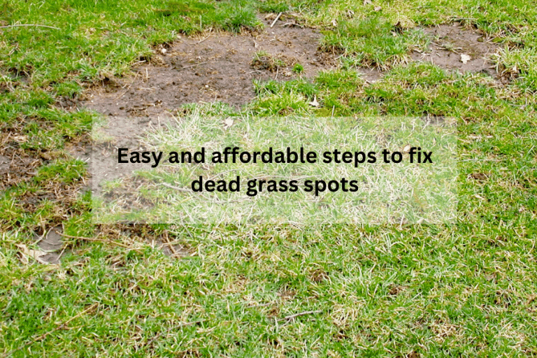 Revitalize Your Lawn Simple & Affordable Solutions for Dead Grass Spots