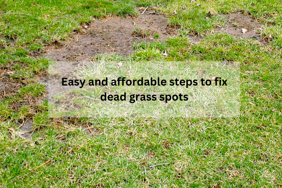 Easy and Affordable Steps to Fix Dead Grass Spots with Clearfork Lawn Care