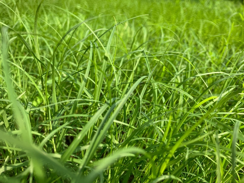 Best Bermuda Grass for Texas