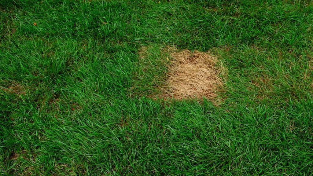 Getting Your Lawn Green After a Drought